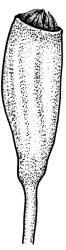 Campylopodium capillaceum, capsule, moist. Drawn from D. Petrie s.n., Sept. 1896, CHR 608252.
 Image: R.C. Wagstaff © Landcare Research 2018 